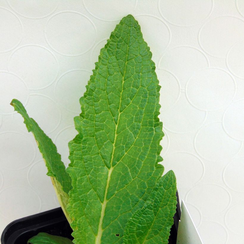 Verbascum phoeniceum Flush of White (Follaje)