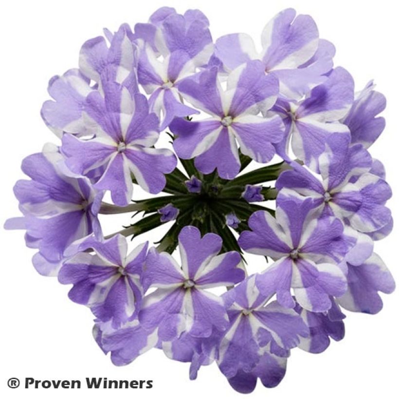 Verbena Virgo Lavender Star (Floración)