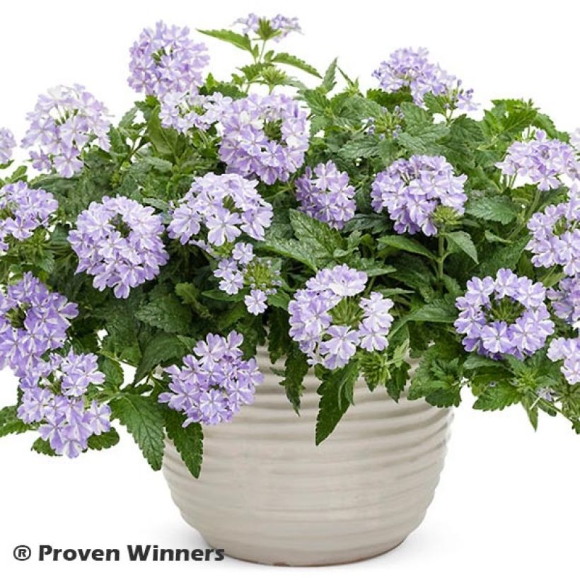 Verbena Virgo Lavender Star (Porte)