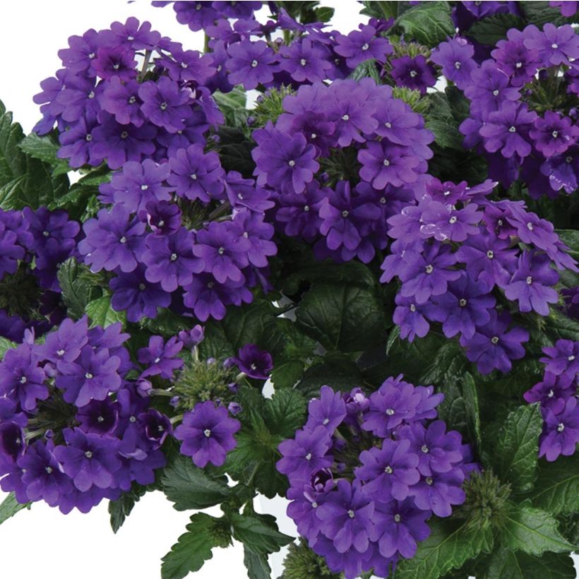 Verbena Virgo up Purple (Floración)