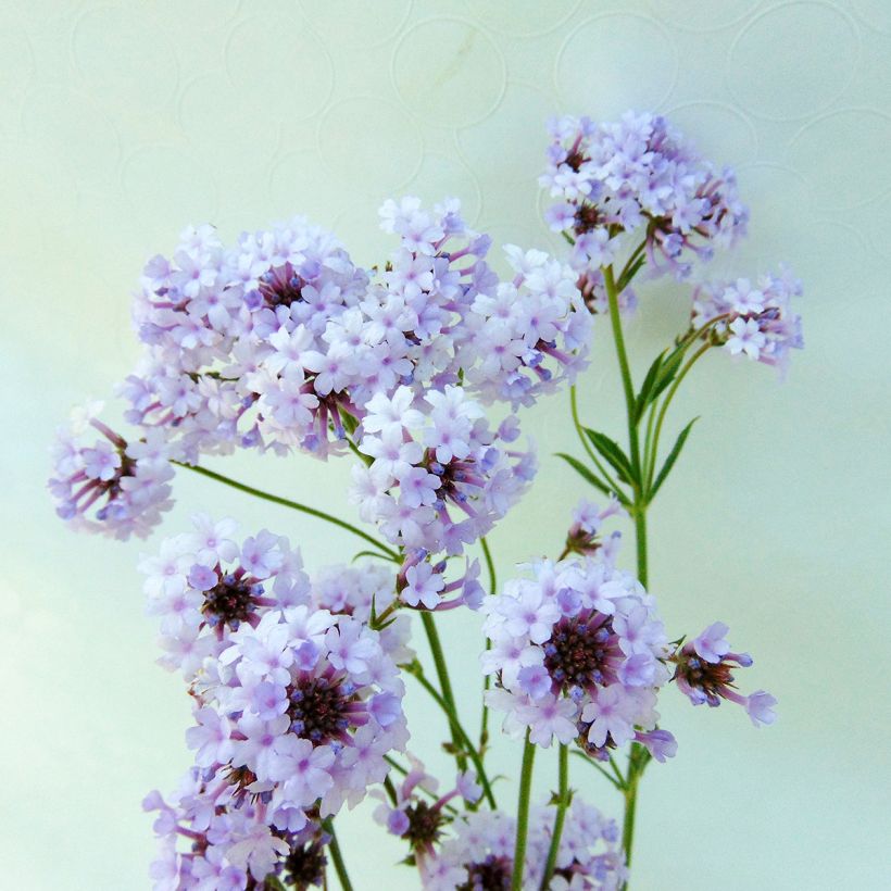 Verbena rigida Polaris - Verbena rígida (Floración)