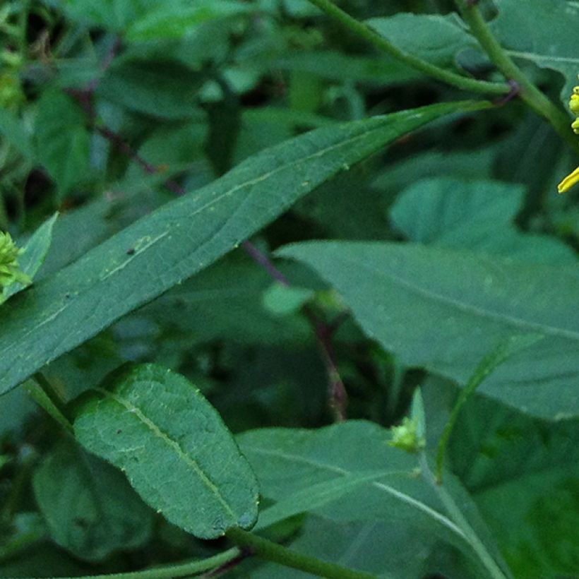 Verbesina alternifolia (Follaje)