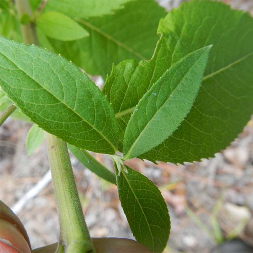 Vernonia baldwinii (Follaje)