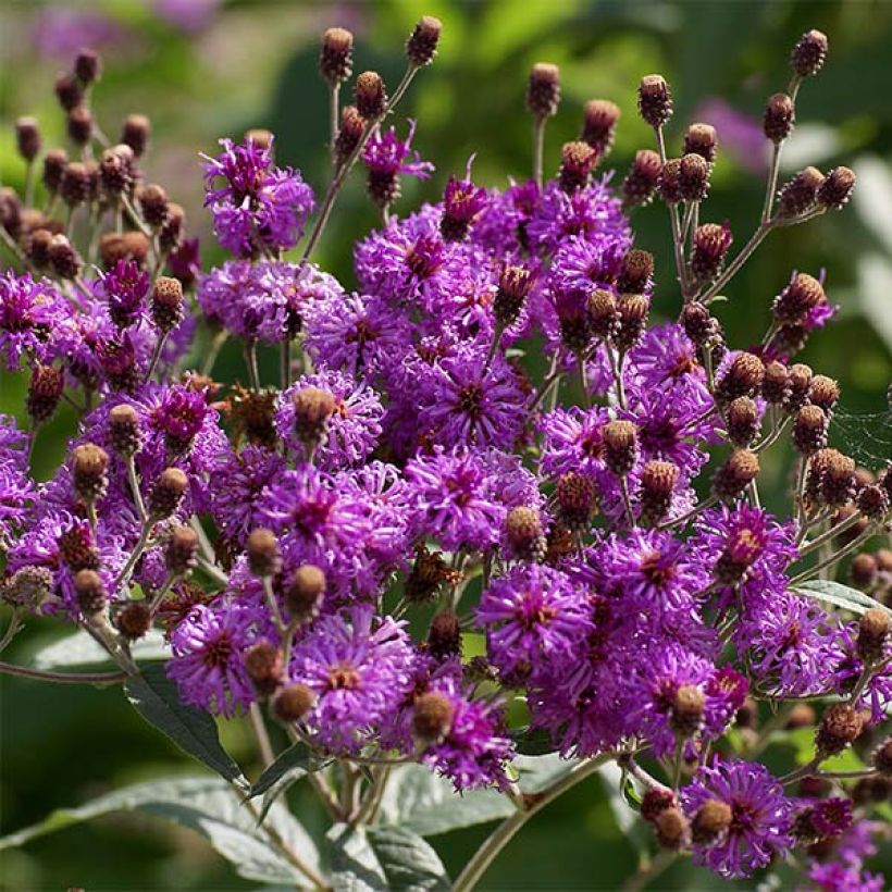 Vernonia baldwinii (Floración)