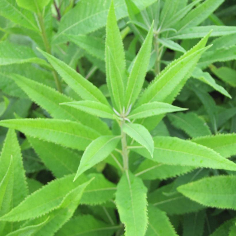 Vernonia crinita var. alba (Follaje)