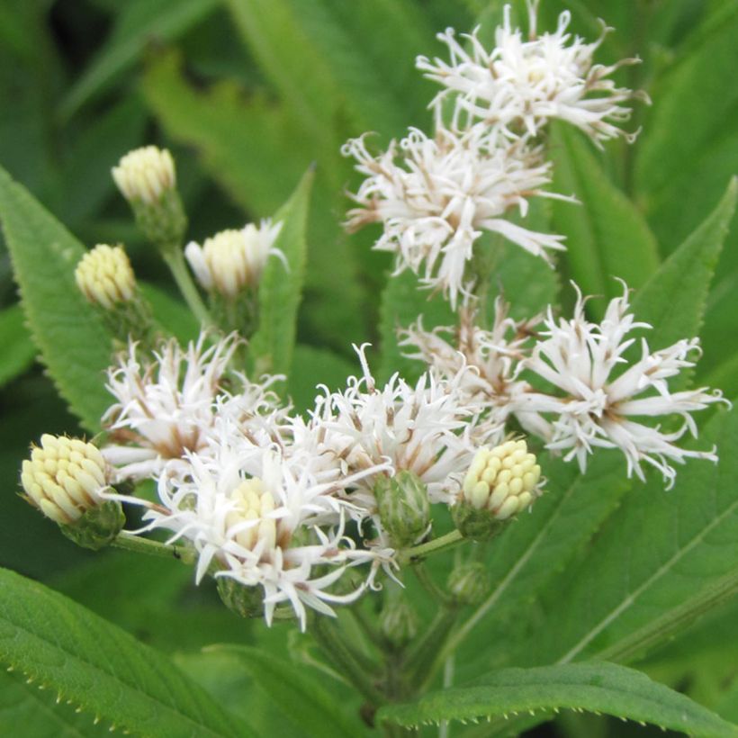 Vernonia crinita var. alba (Floración)