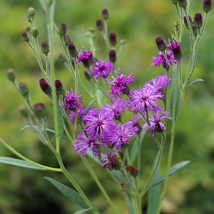 Vernonia crinita Vernonia crinita (Floración)