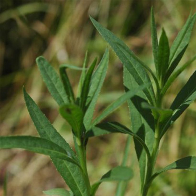 Vernonia fasciculata (Follaje)