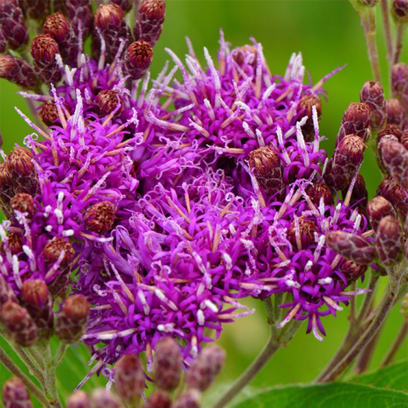 Vernonia fasciculata (Floración)