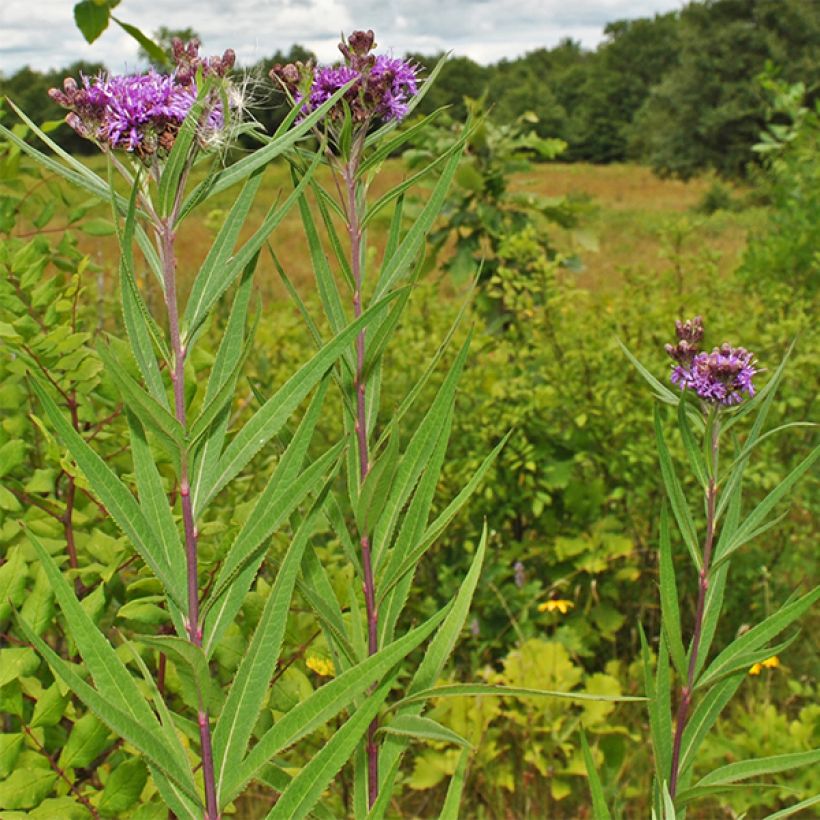 Vernonia fasciculata (Porte)