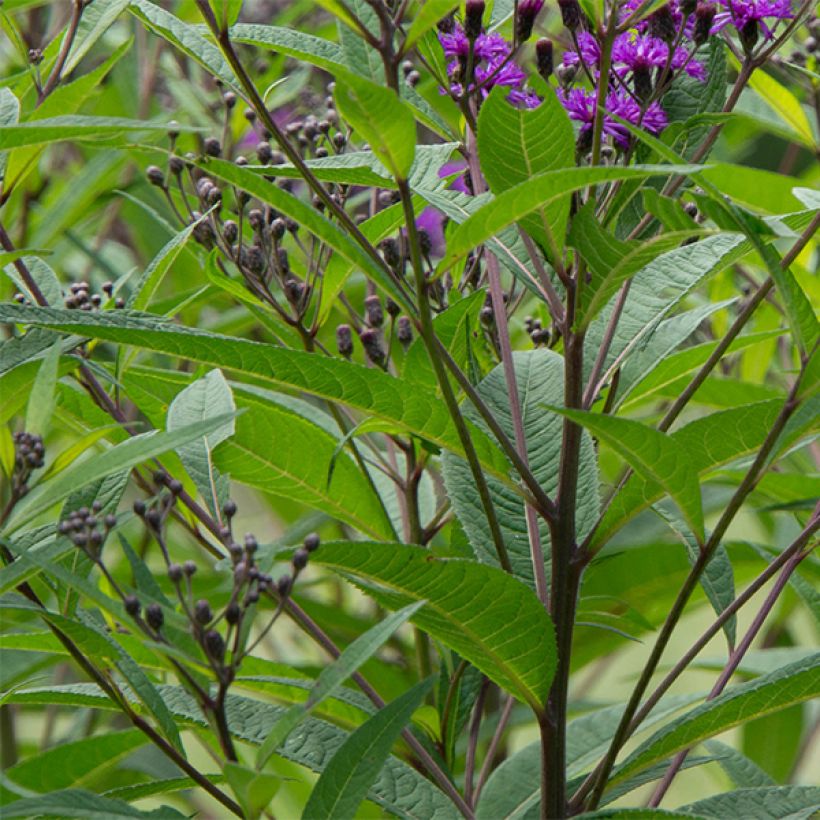 Vernonia noveboracensis (Follaje)