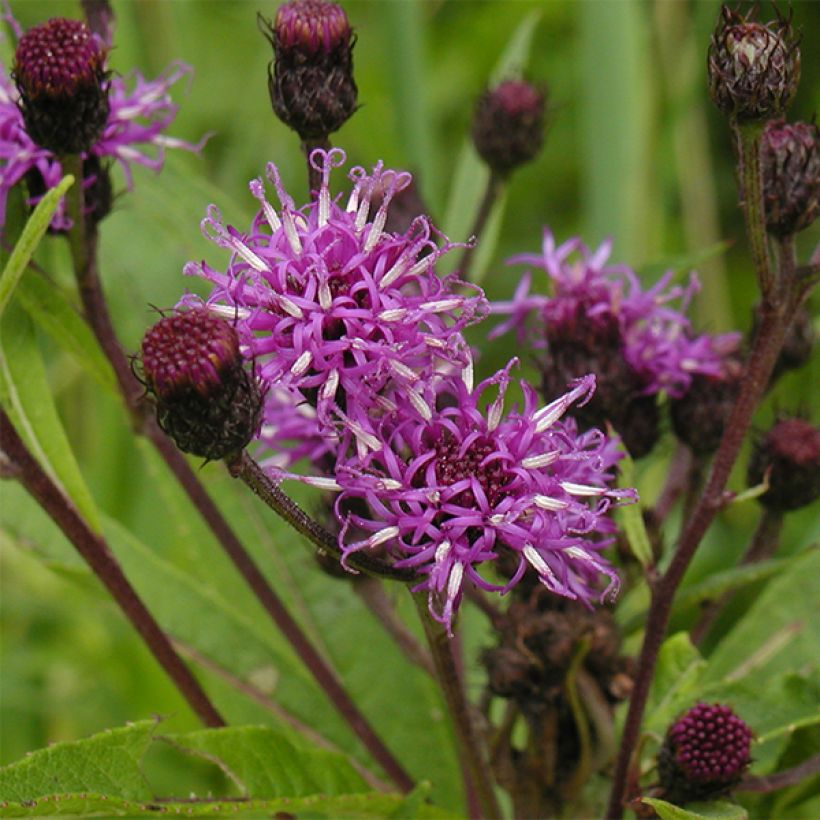 Vernonia noveboracensis (Floración)