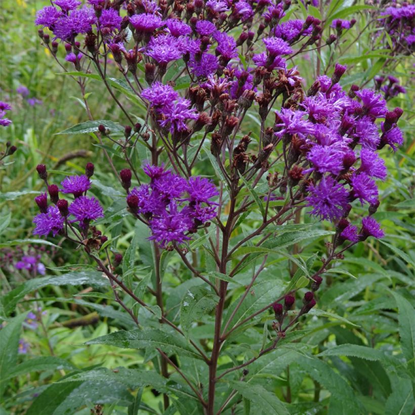 Vernonia noveboracensis (Porte)