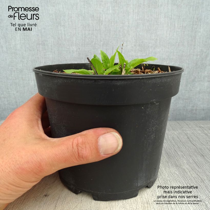 Vernonia noveboracensis White Lightning en pot de 2L/3L Ejemplar entregado en la primavera