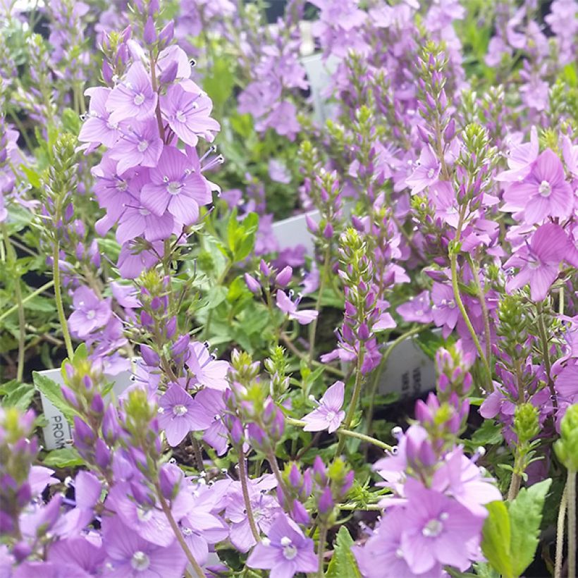 Veronica prostrata Mrs Holt - Verónica postrada (Floración)