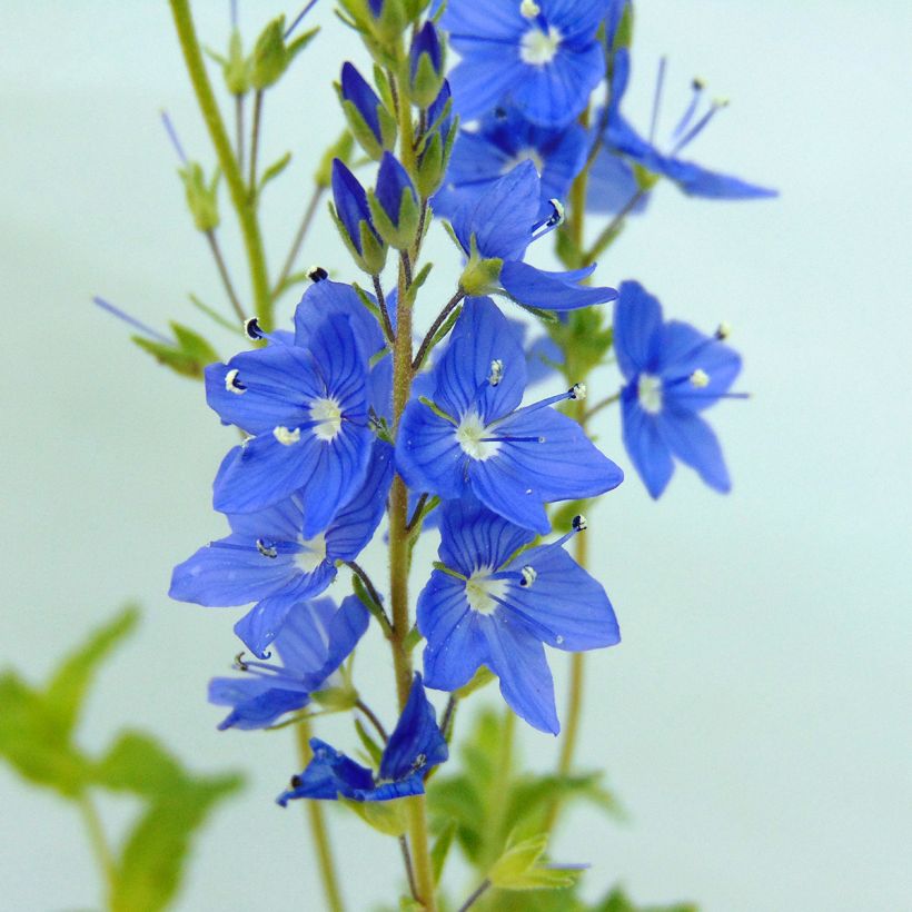 Veronica austriaca Royal Blue (Floración)