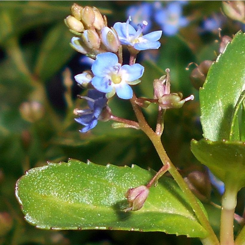 Veronica beccabunga - Verónica de agua (Floración)