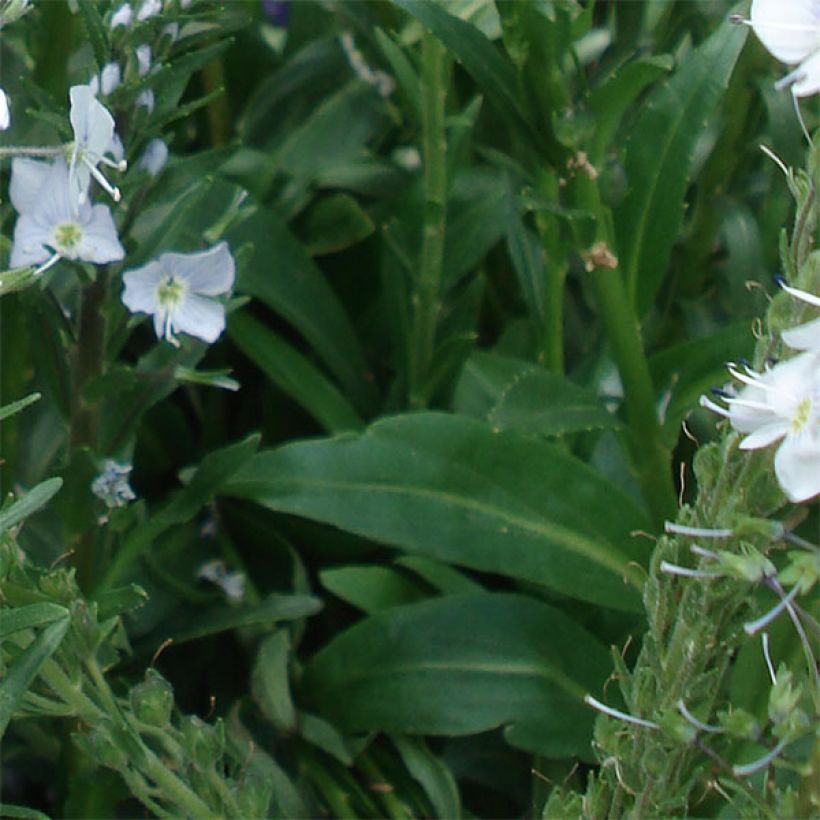 Veronica gentianoides - Verónica de hojas de genciana (Follaje)