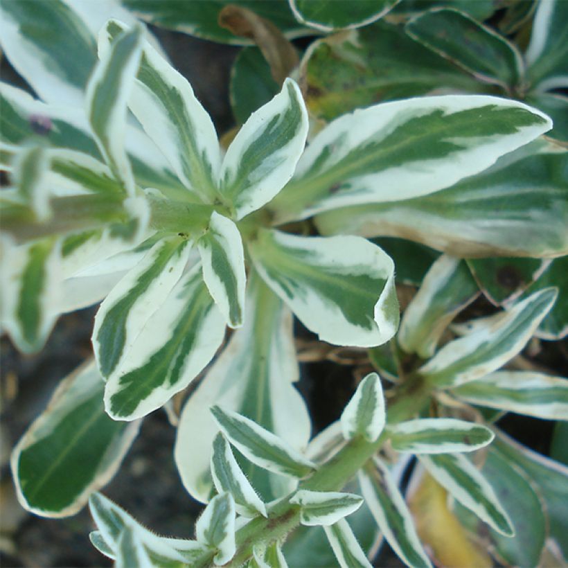 Veronica gentianoides Variegata (Follaje)