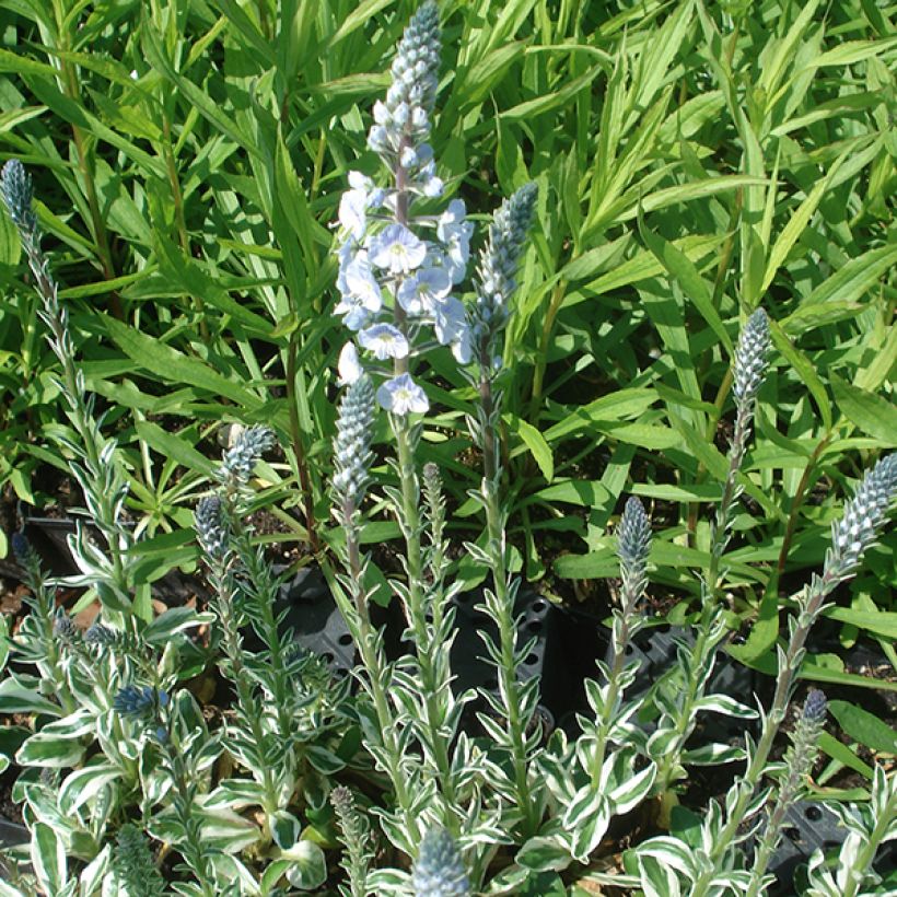 Veronica gentianoides Variegata (Porte)