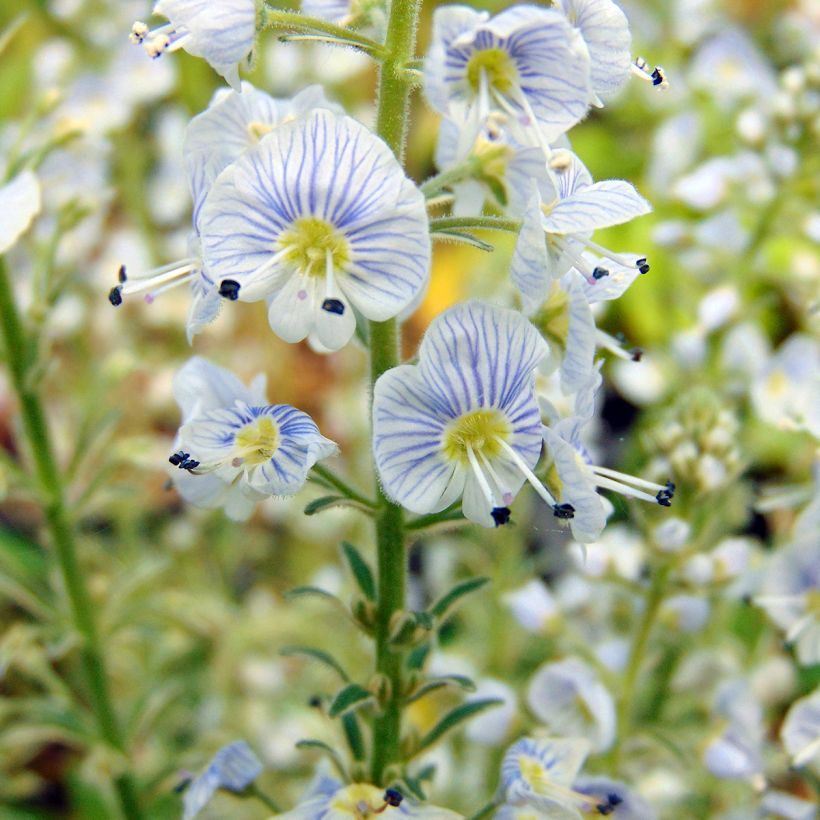 Veronica gentianoides Variegata (Floración)