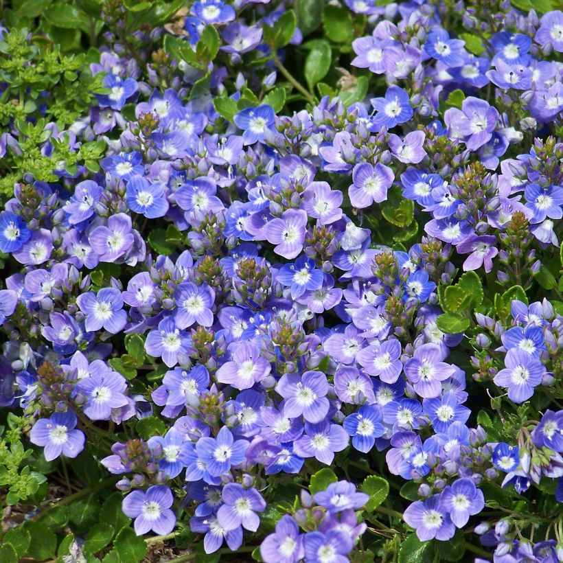 Veronica liwanensis (Floración)