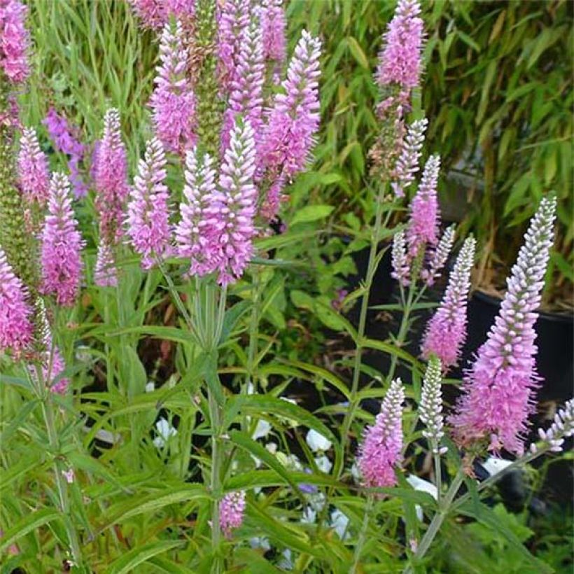 Veronica longifolia Candied Candle (Floración)