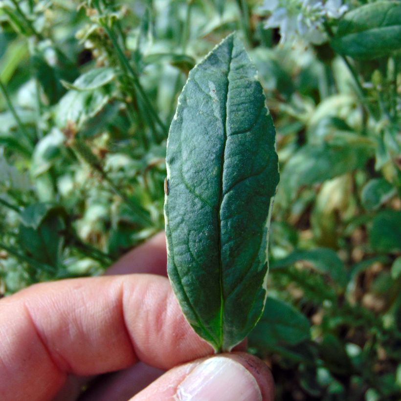 Veronica longifolia Charlotte (Follaje)