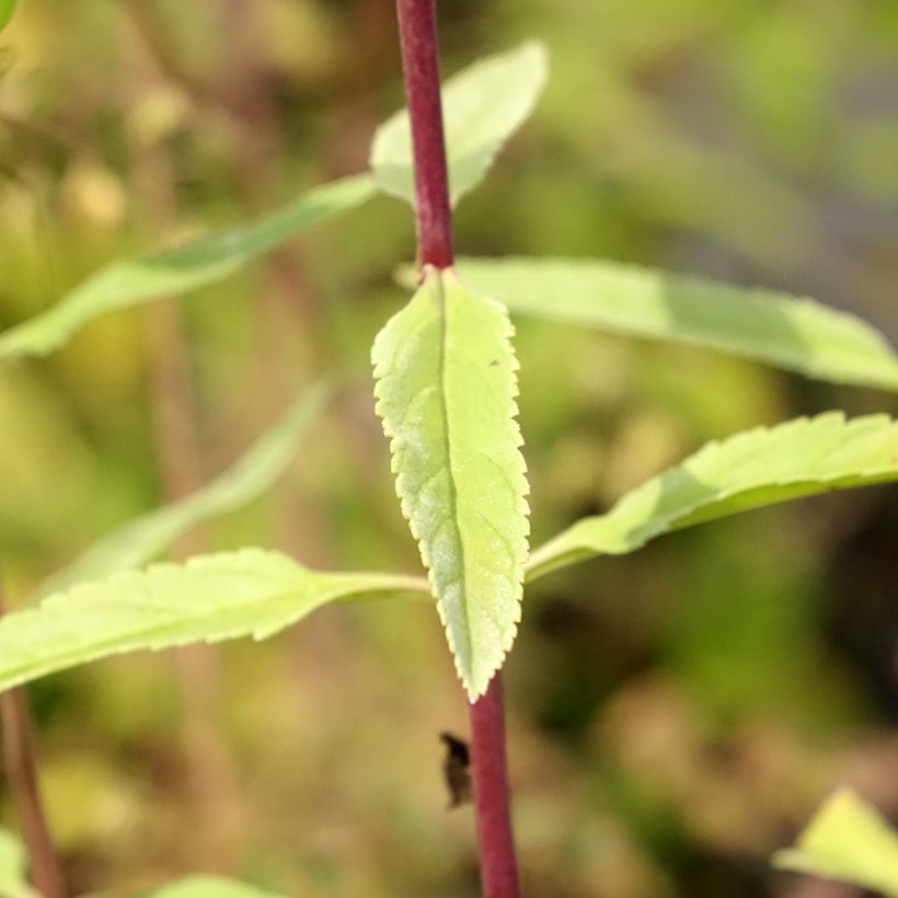 Veronica longifolia First Glory (Follaje)