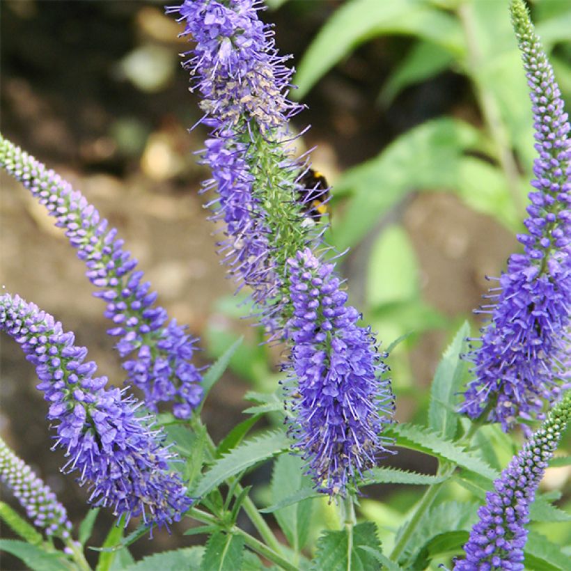 Veronica longifolia Marietta (Floración)