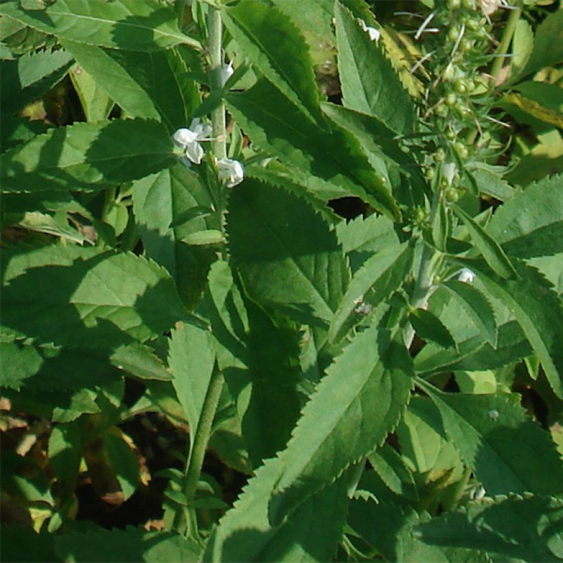 Veronica longifolia Schneeriesin (Follaje)