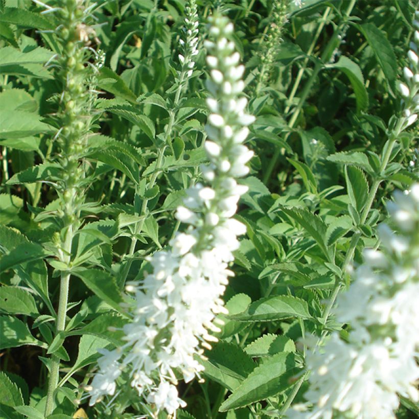 Veronica longifolia Schneeriesin (Floración)