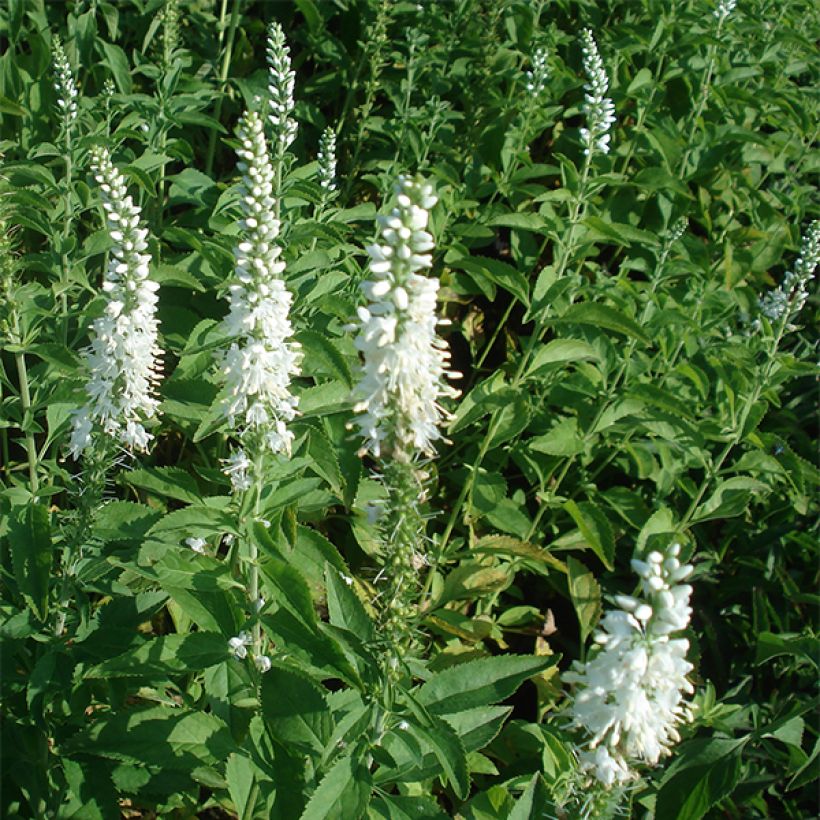 Veronica longifolia Schneeriesin (Porte)