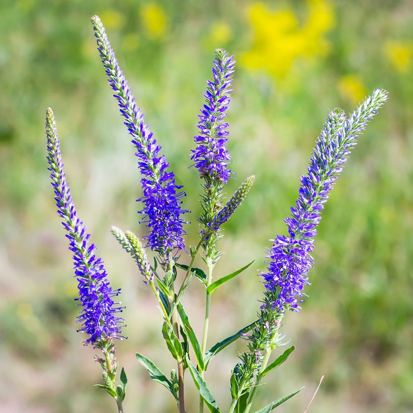 Veronica longifolia - Verónica de hojas largas (Floración)