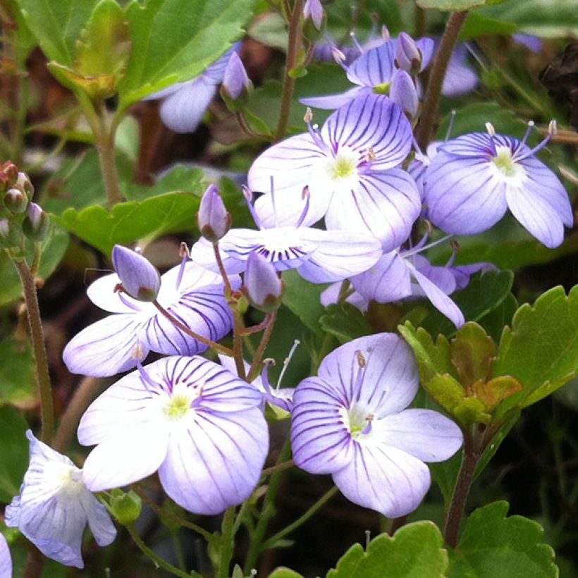 Veronica petraea Madame Mercier (Floración)