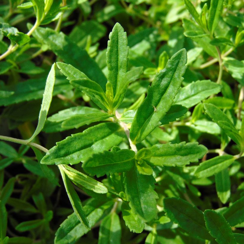 Veronica prostrata Alba - Verónica postrada (Follaje)