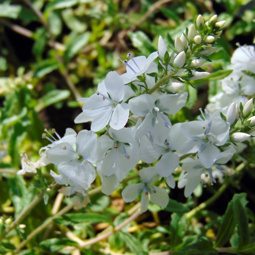 Veronica prostrata Alba - Verónica postrada (Floración)