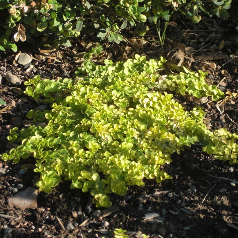 Veronica repens Sunshine (Porte)