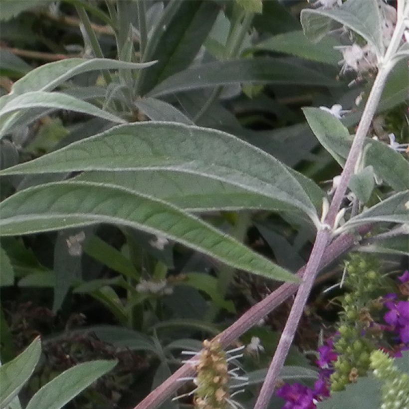 Veronica spicata Alba - Verónica espigada (Follaje)