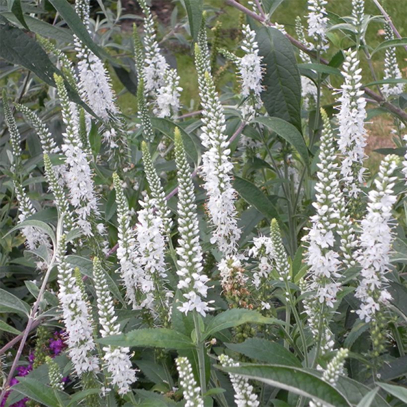 Veronica spicata Alba - Verónica espigada (Floración)