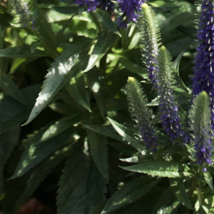 Veronica spicata Blue Candles - Verónica espigada (Follaje)