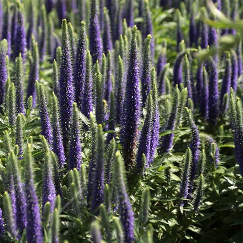 Veronica spicata Blue Candles - Verónica espigada (Floración)