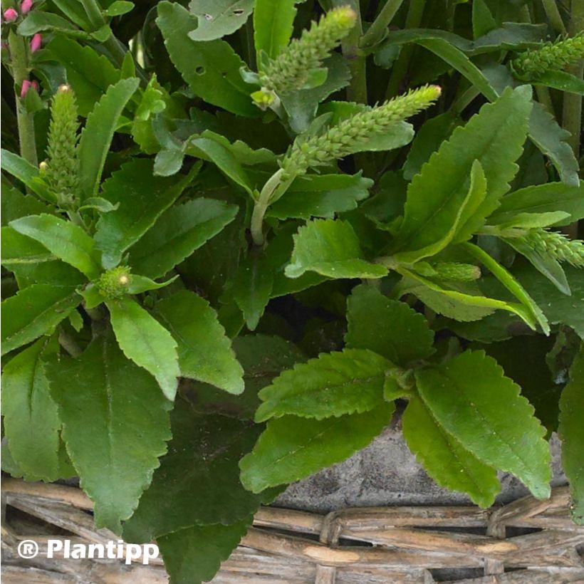 Veronica spicata Bubblegum Candles - Verónica espigada (Follaje)