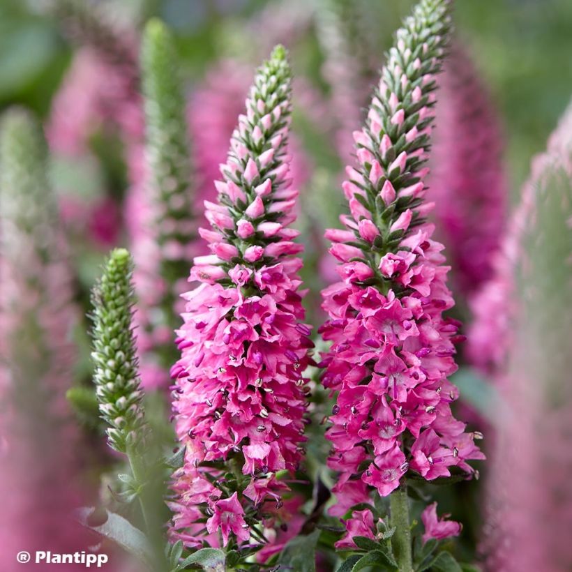 Veronica spicata Bubblegum Candles - Verónica espigada (Floración)