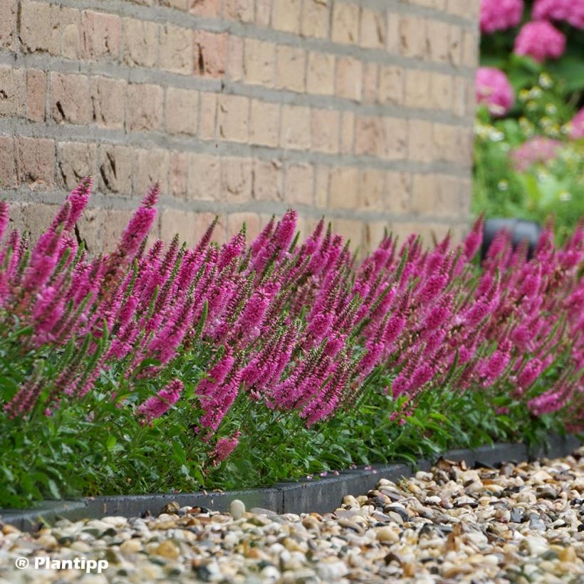 Veronica spicata Bubblegum Candles - Verónica espigada (Porte)