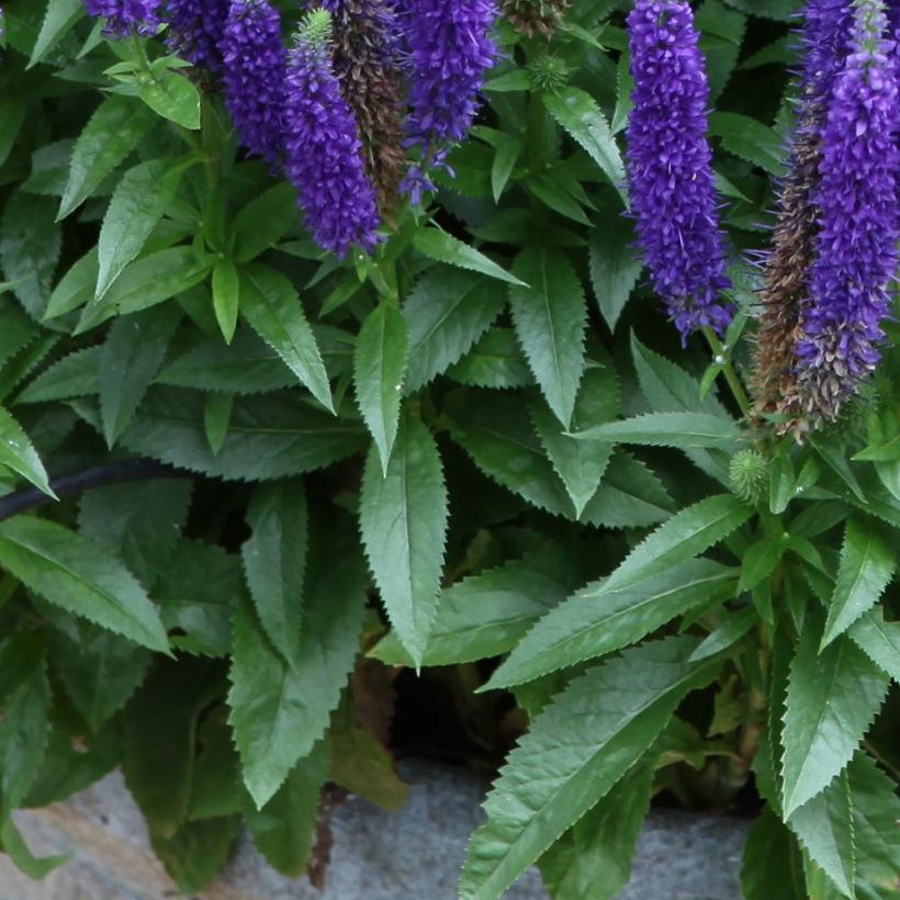 Veronica spicata Royal Candles - Verónica espigada (Follaje)