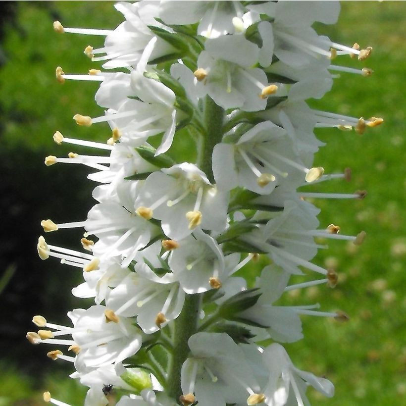 Veronica spicata Icicle - Verónica espigada (Floración)