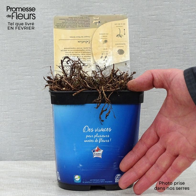 Veronica spicata Nana Blue - Véronique en épis Pot de 2L/3L Ejemplar entregado en invierno