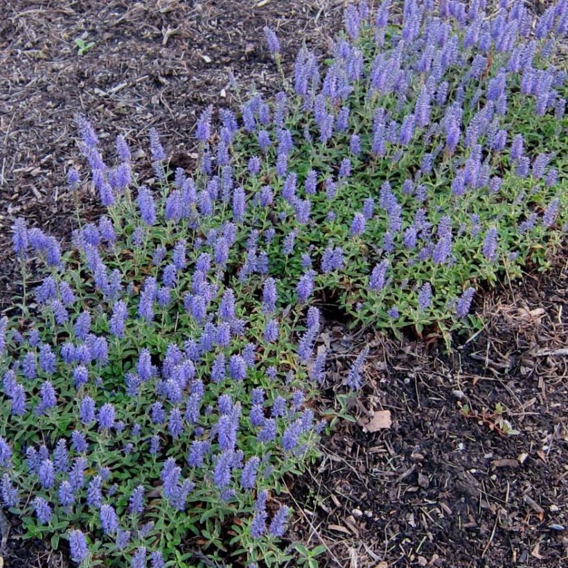 Veronica spicata Nana Blue - Verónica espigada (Floración)