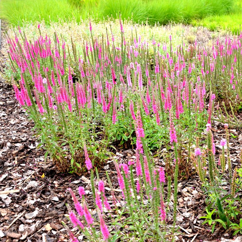 Veronica spicata Rotfuchs - Verónica espigada (Porte)